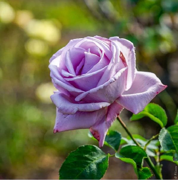 Hoa hồng tím được hình thành bằng cách lai tạo