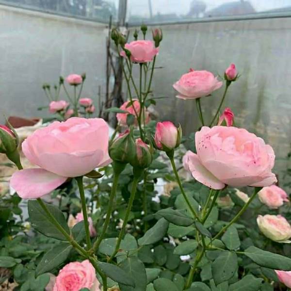 Hoa hồng ngoại Strawberry Macaron thường có mùi thơm ngọt ngào