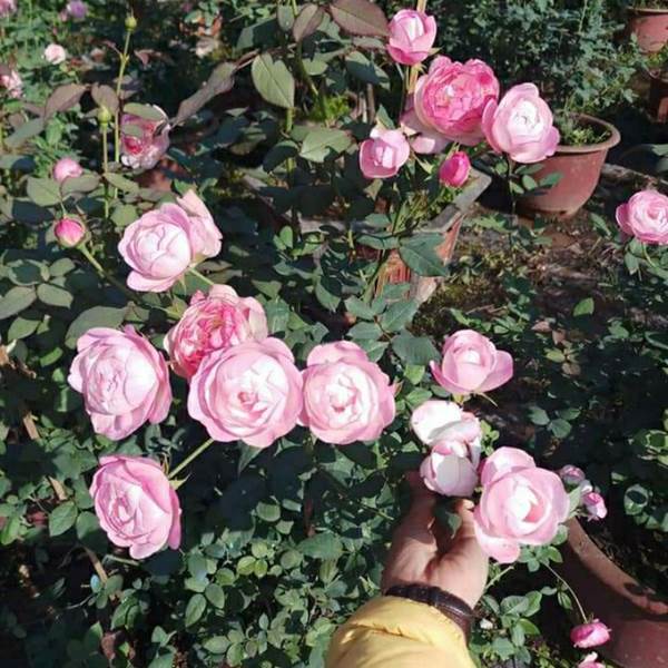 hoa hồng ngoại Strawberry Macaron nở hoa quanh năm
