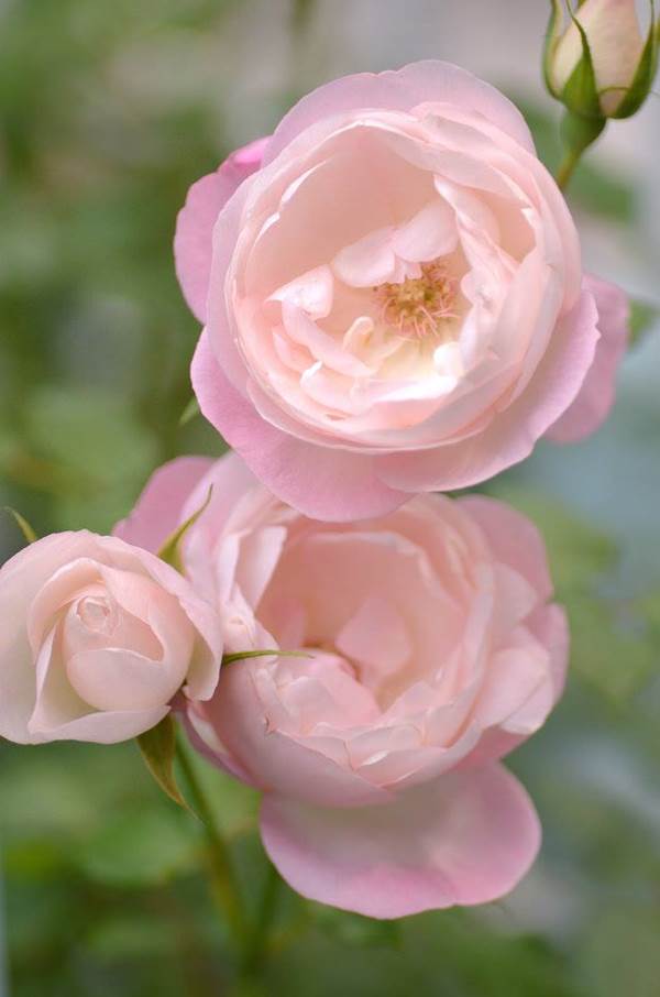 Hoa hồng ngoại Strawberry Macaron mang ý nghĩa về cái nhìn lạc quan