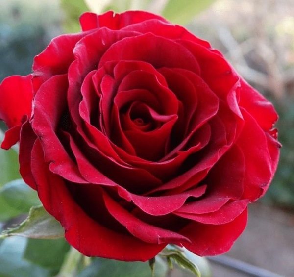 đặc điểm hoa hồng nhung