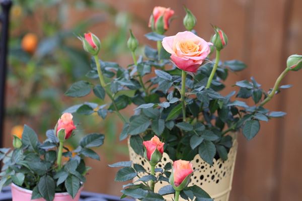 Hoa hồng tỉ muội, còn được gọi là hồng nhài hoặc hoa hồng nụ nhỏ