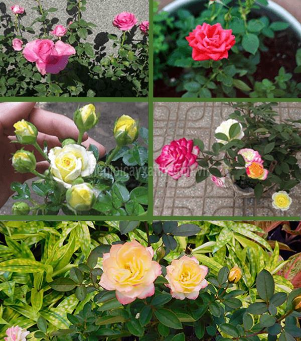 Hoa hồng tỉ muội là một loại cây cảnh khá phổ biến và dễ tìm thấy trên thị trường.