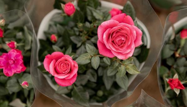 Hoa hồng tỉ muội ra hoa quanh năm