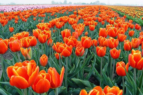 Hoa tulip cam và hoa tulip nói chung có nguồn gốc từ khu vực Trung Đông