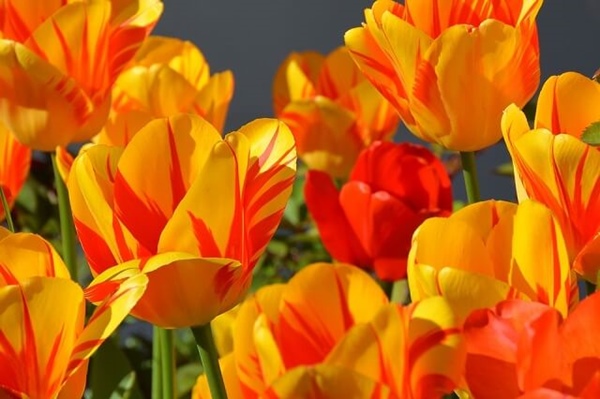 Ý nghĩa của hoa Tulip cam thể hiện sự tươi trẻ