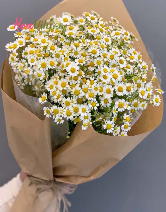 Hoa cúc Tana mang ý nghĩa tượng trưng tình yêu đơn phương