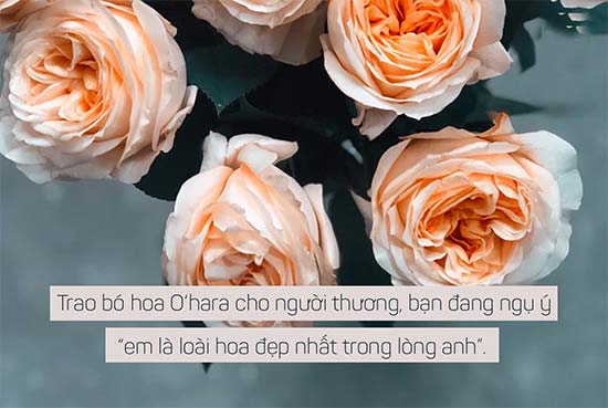 hoa hồng ohara cam sự nhiệt huyết và năng động