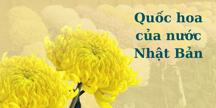 Hoa cúc - Quốc hoa chính thức của Nhật Bản 