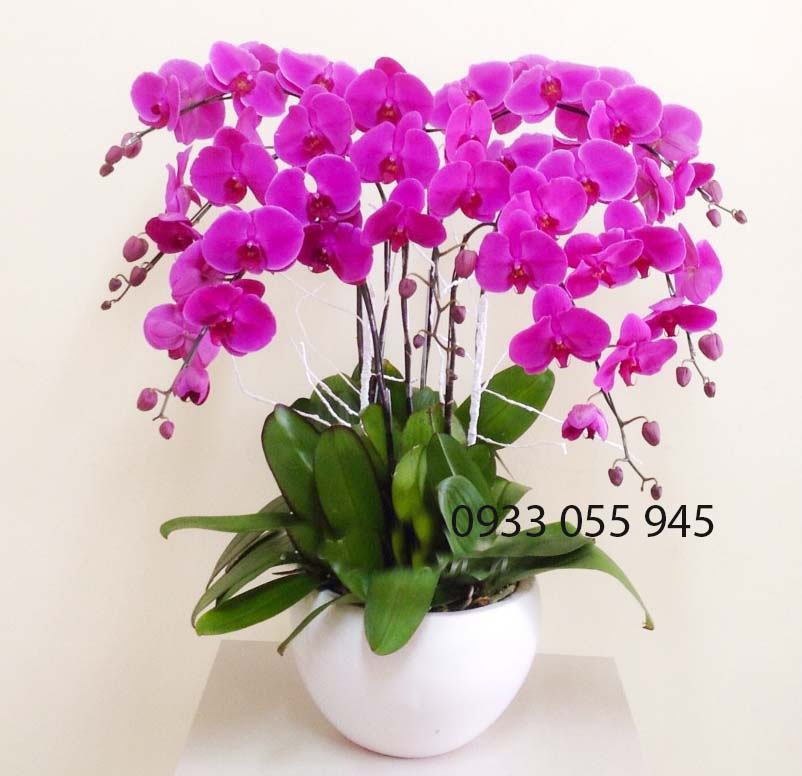 Chậu lan hồ điệp tím đậm sang trọng