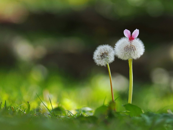 50+ Hình ảnh hoa Bồ Công Anh - Tổng hợp những hình ảnh hoa Bồ Công Anh đẹp  nhất