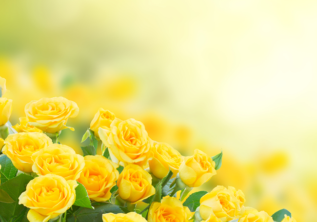 9 loại hoa có màu vàng ngày tết và ý nghĩa của nó