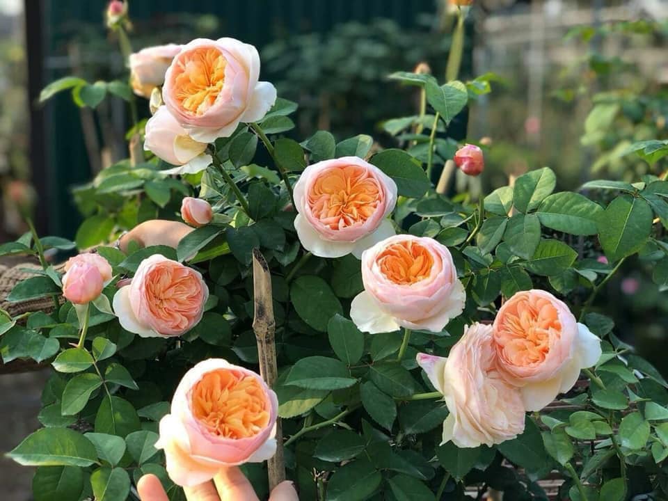Hoa hồng cam bụi Juliet