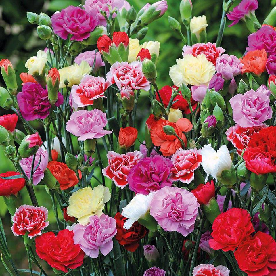 Hoa cẩm chướng có bao nhiêu màu?