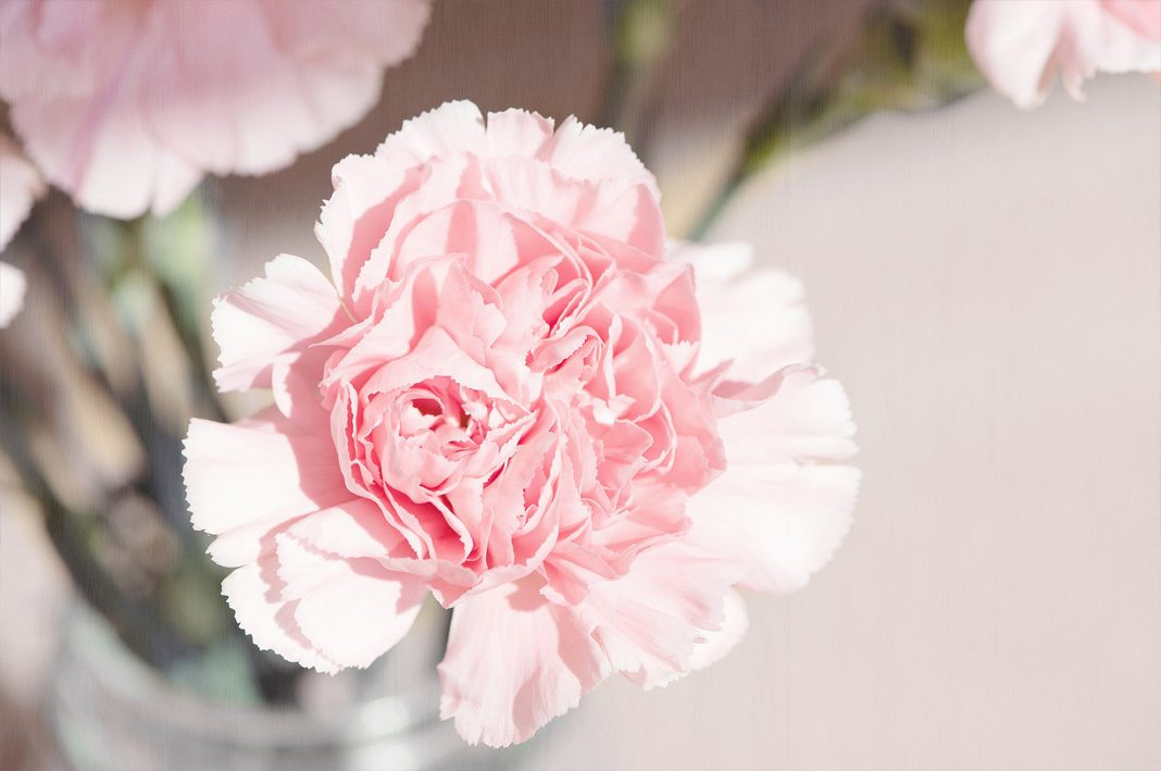 Hình ảnh hoa cẩm chướng đẹp nhất