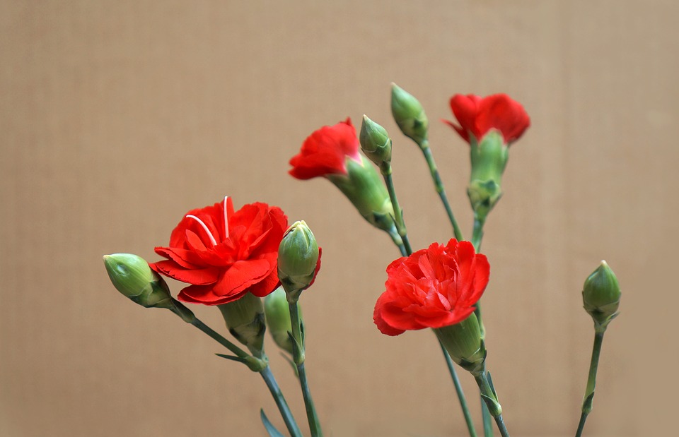 Ý nghĩa màu sắc hoa cẩm chướng đỏ