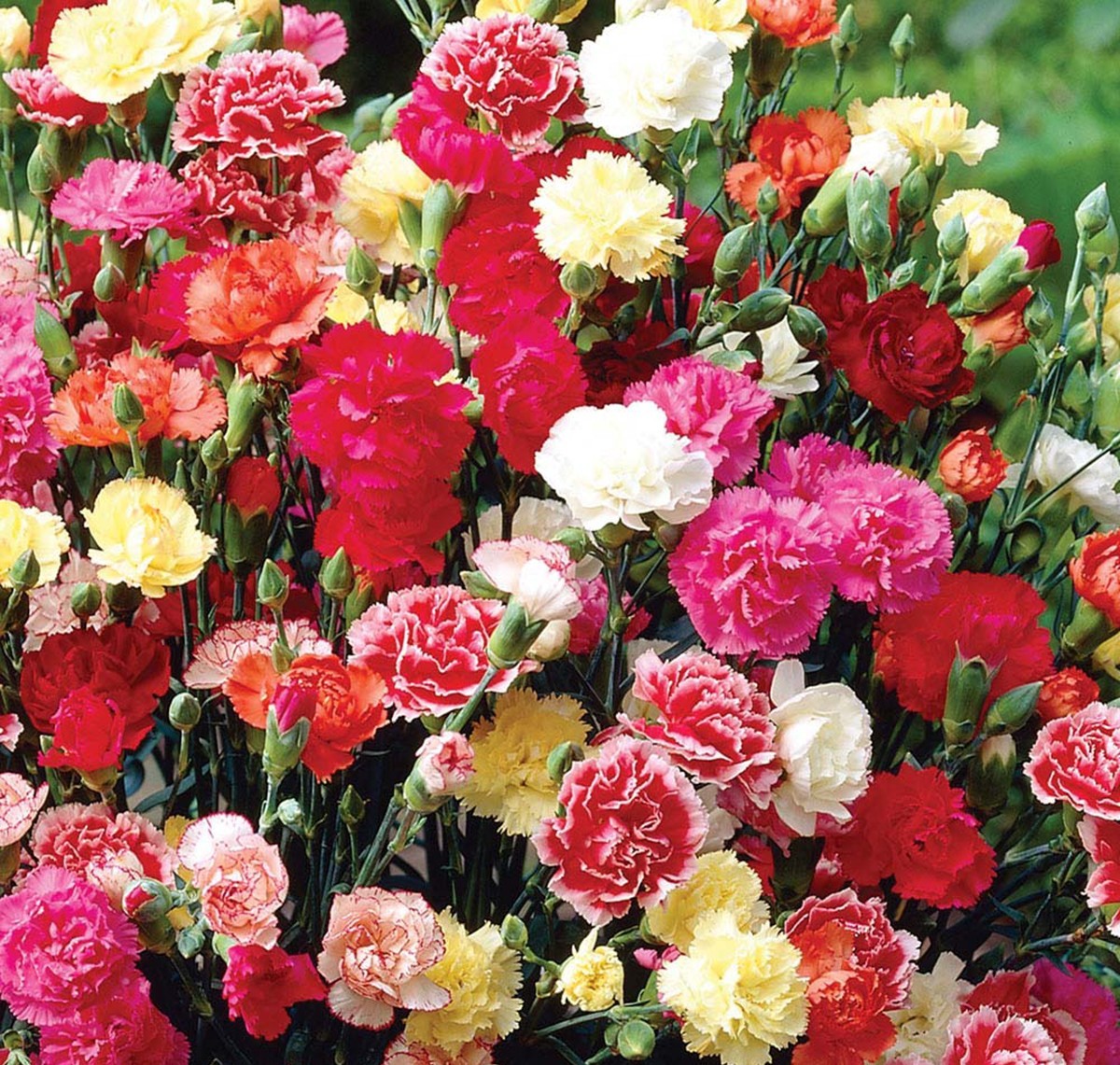 Tổng hợp những hình ảnh hoa cẩm chướng xinh 