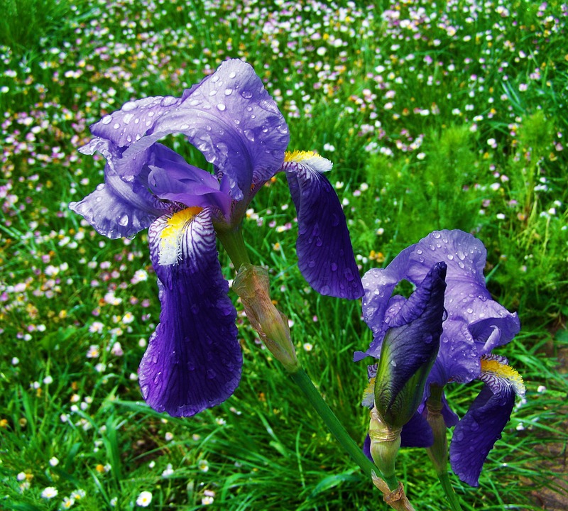 Hình ảnh đẹp của loài hoa diên vĩ màu xanh