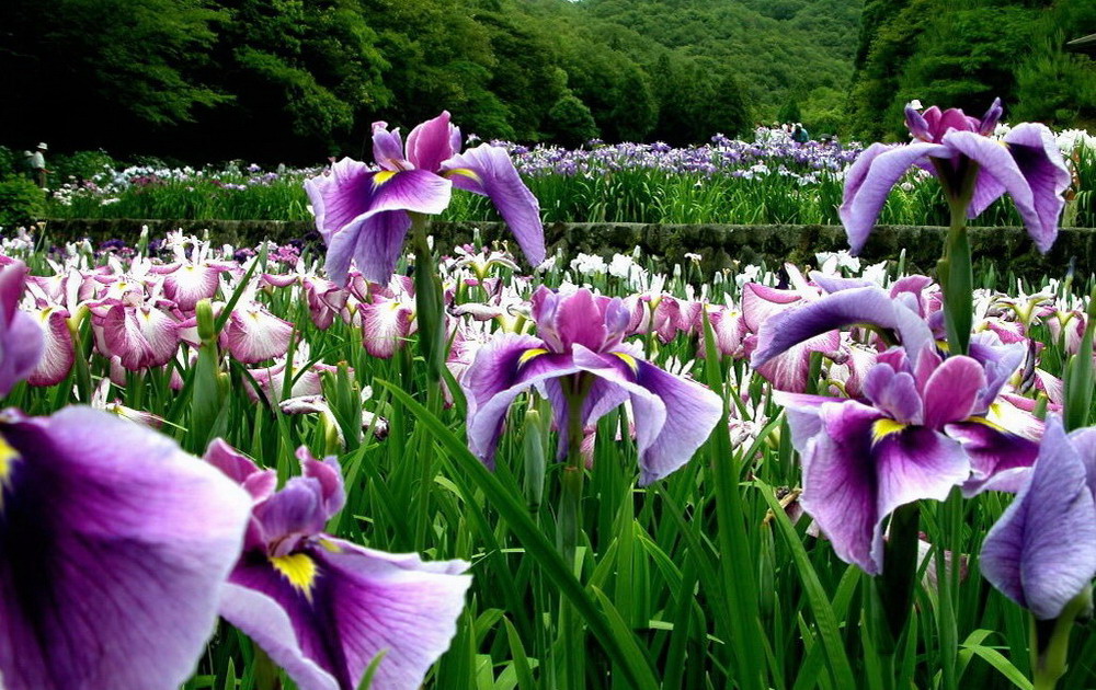 Hình đẹp về loài hoa diên vĩ màu tím