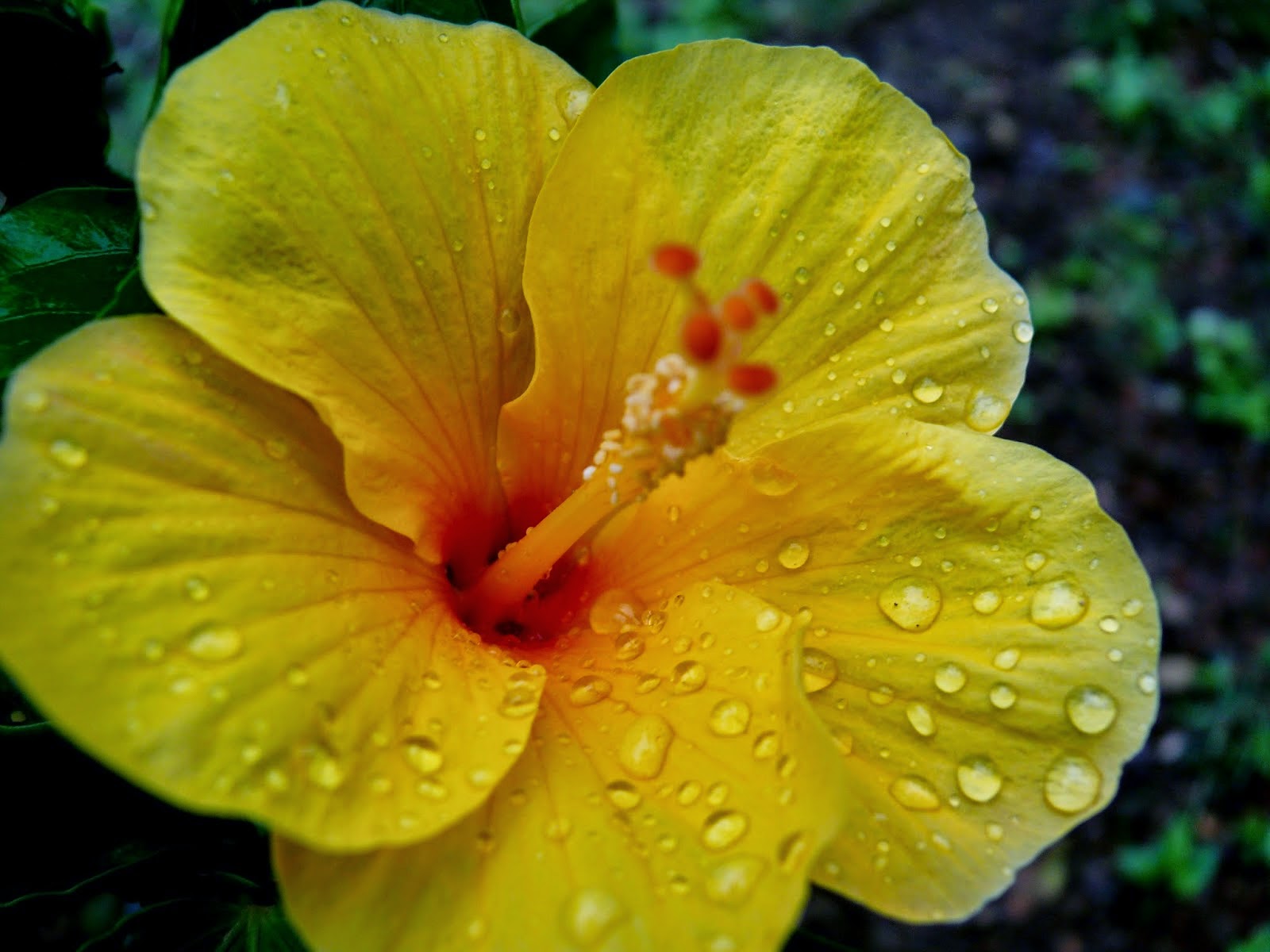 Hoa dâm bụt màu vàng biểu tượng ý nghĩa