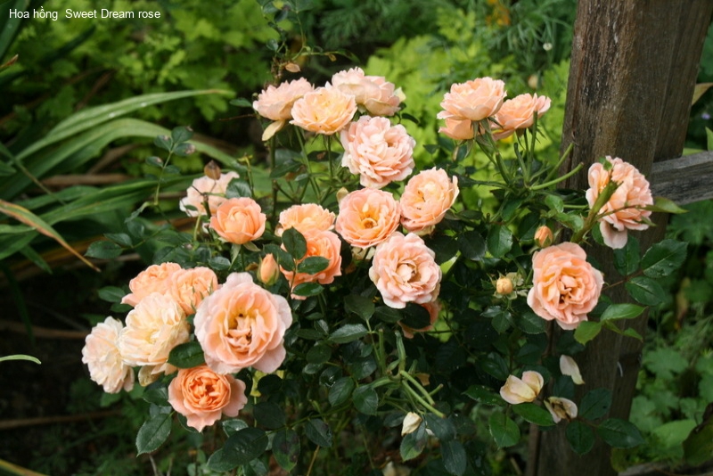 Bụi hoa hồng cam mật ong – Sweet Dream rose