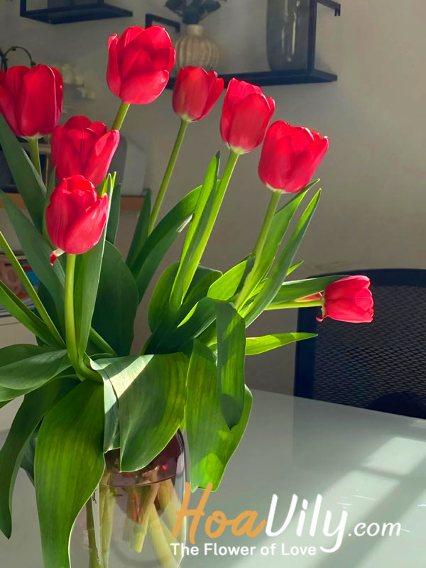 Cách bảo quản hoa Tulip đỏ