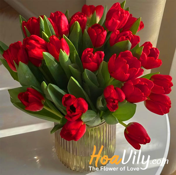 Ý nghĩa hoa Tulip đỏ