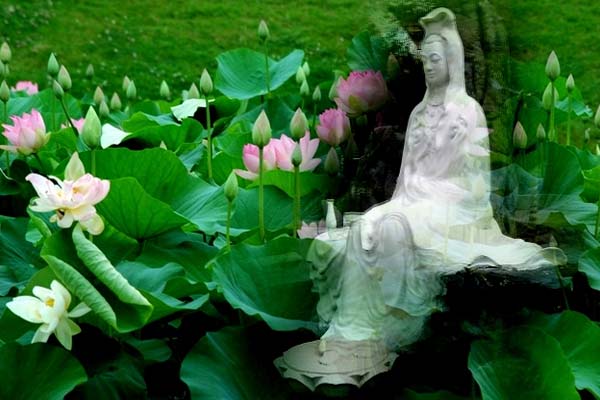 Hoa sen gắn liền trong hình ảnh Phật Giáo