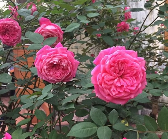 Cách trồng hoa hồng cổ Sapa
