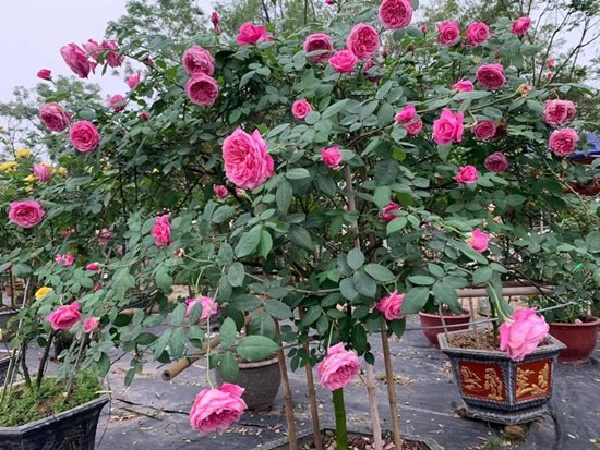 Cây hồng sapa cổ thụ được trồng nhiều tại các tỉnh Tây Bắc
