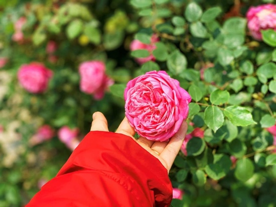 Hoa hồng cổ Sapa  mang đến sự tươi tắn, tràn đầy sức sống