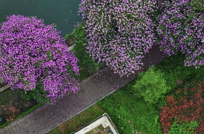 Bằng lăng tím thuộc nhóm cây đô thị được trồng lấy bóng mát 