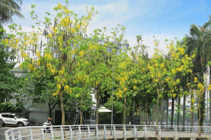 Muồng hoàng yến, bằng lăng tím được trồng làm cây đô thị tại Việt Nam