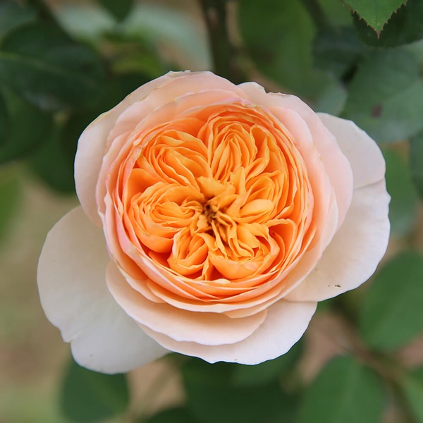 Nguồn gốc, đặc điểm của hoa hồng Juliet