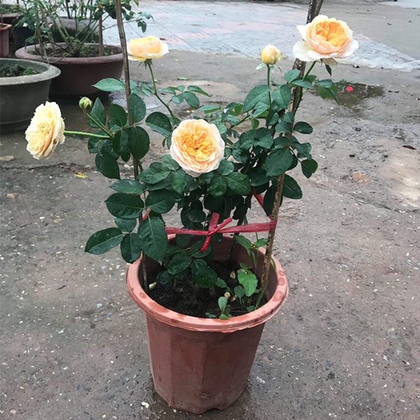 Cách trồng và chăm sóc hoa hồng Juliet