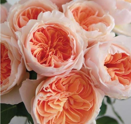 Hoa hồng Juliet là một giống hoa hồng đẹp và nổi tiếng