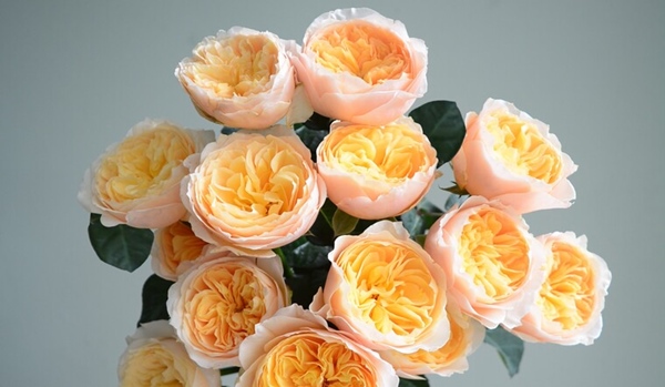 hoa hồng ngoại Juliet được coi là giá trị cao