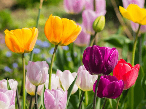 Biểu tượng hoa tulip