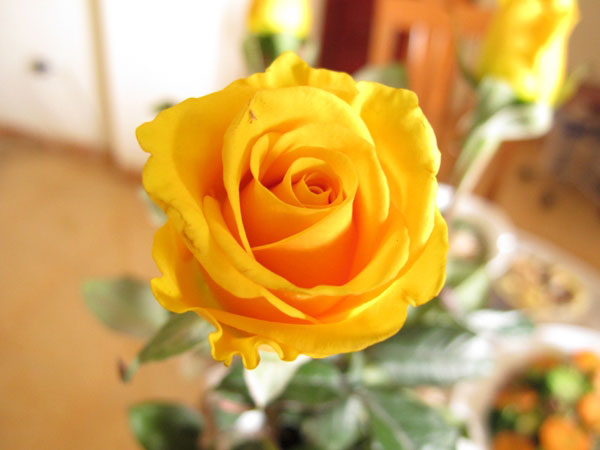 Bó hoa 1 bông hồng vàng