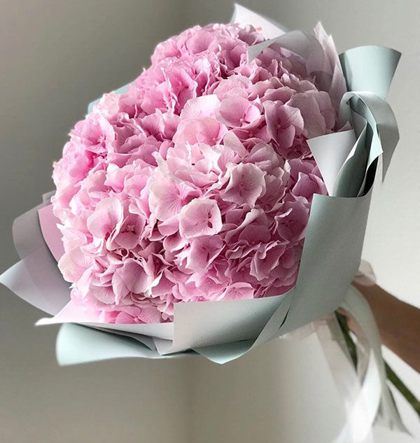 Bó hoa cẩm tú cầu xin lỗi