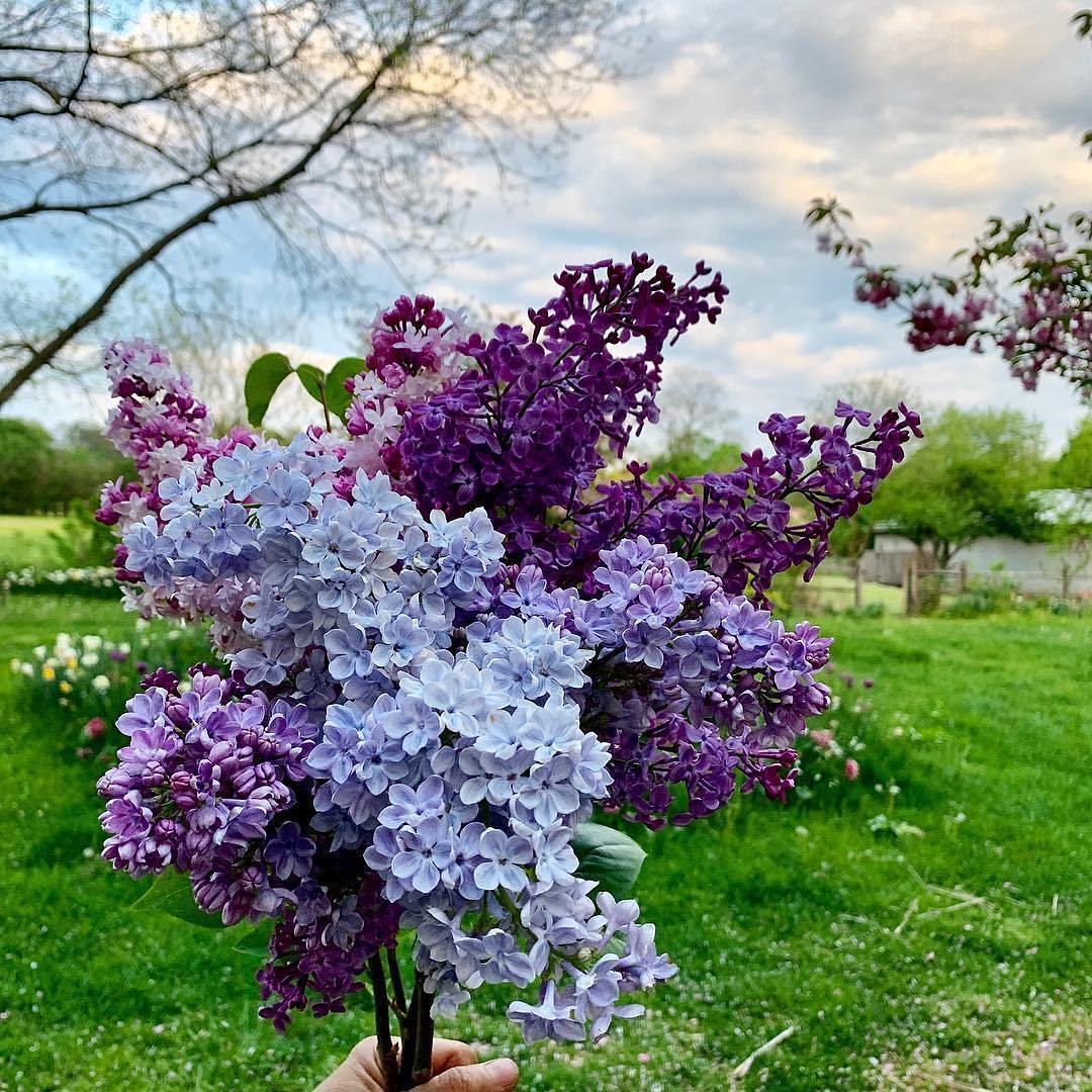 Tử đinh hương - một trong những loài hoa màu tím đẹp nhất