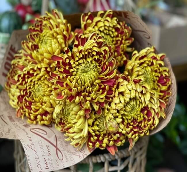 Hoa tươi 360 - Địa chỉ bán cúc mẫu đơn hoàng gia đẹp, hoa to
