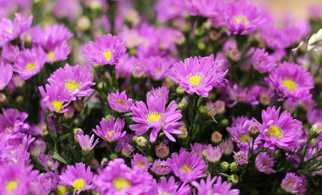 Các loại hoa màu tím đẹp nhất phải kể đến hoa thạch thảo