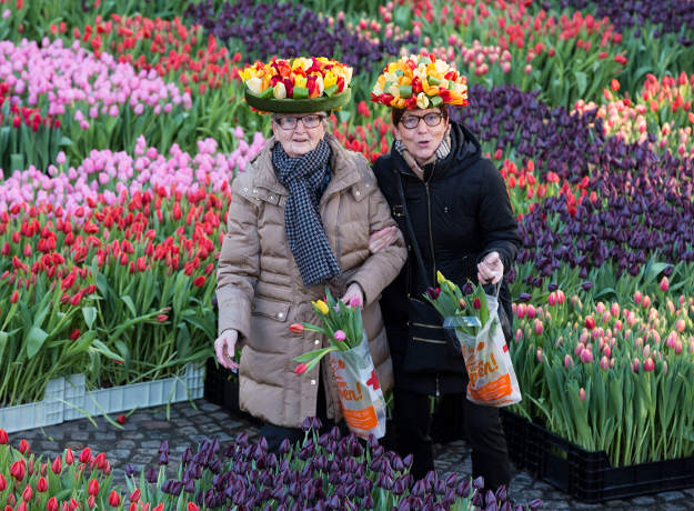 hoa tulip Hà Lan