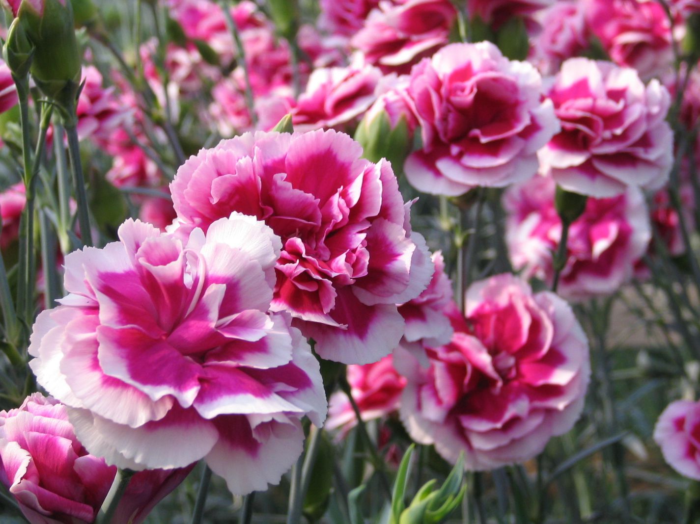 Đặc điểm ý nghĩa hoa cẩm chướng hoa phăng cách chăm sóc hoa nở đẹp