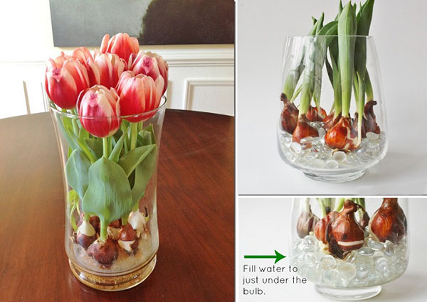 Cách chăm sóc hoa tulip