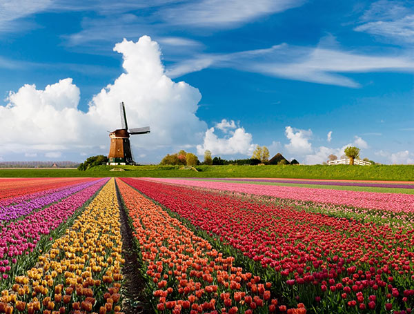 Cánh đồng hoa tulip rực rỡ sắc màu