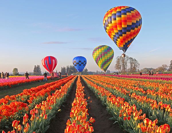 Cánh đồng hoa tulip sống ở Hà Lan