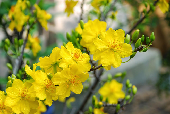 Tên gọi các loài hoa màu vàng đẹp ngày tết