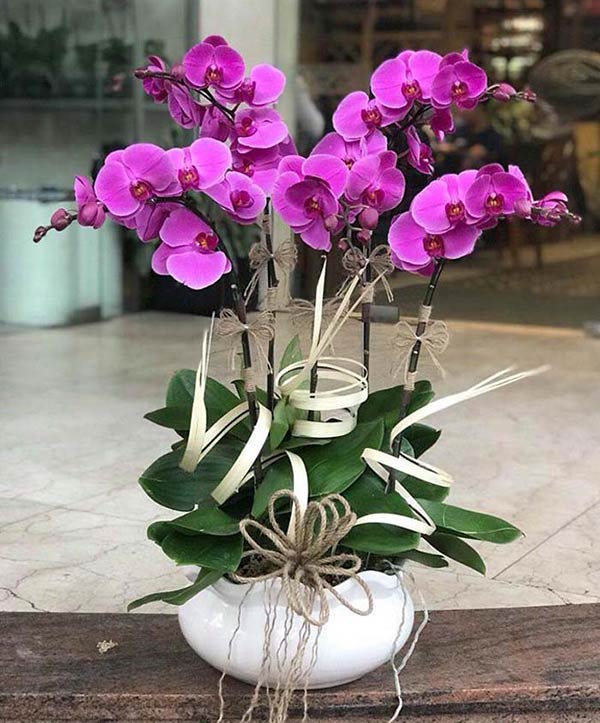 Chậu lan hồ điệp tím đẹp ngây ngất